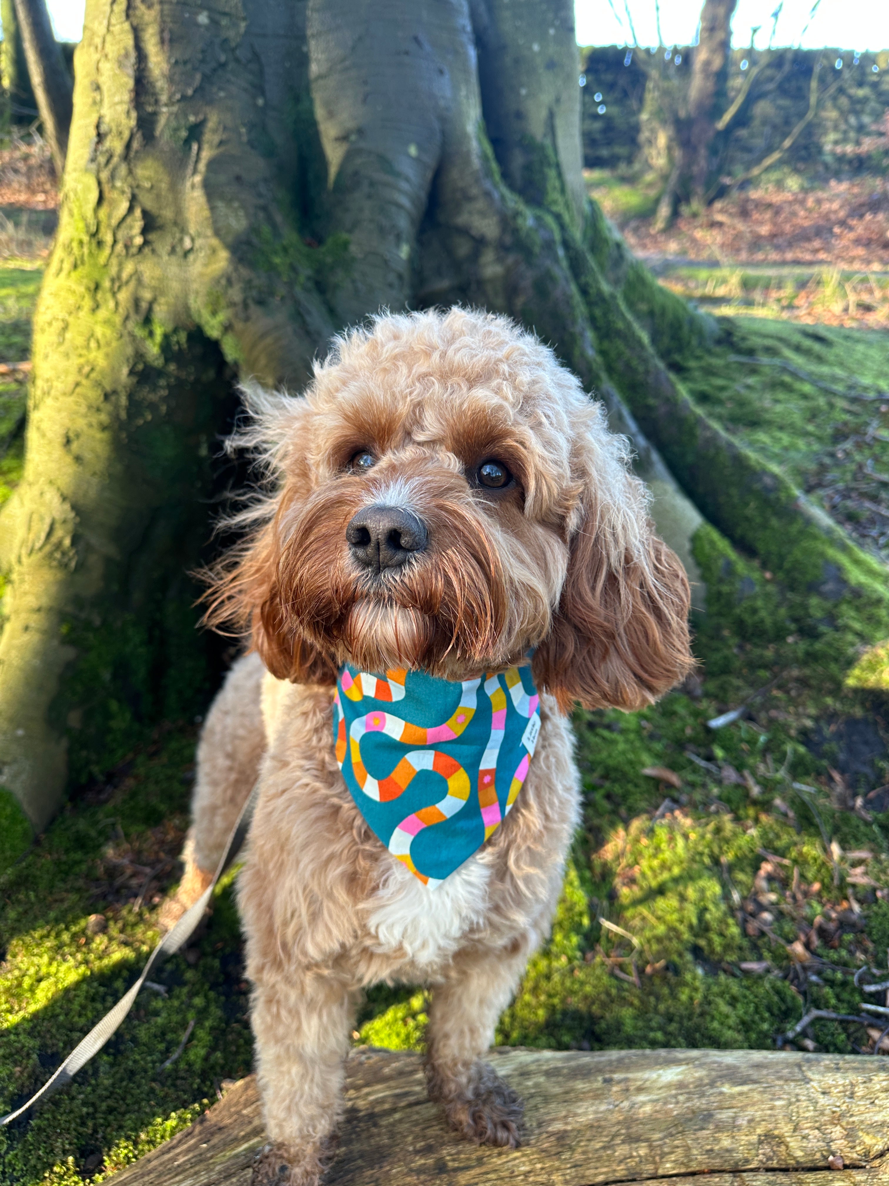 Rolling Meadow Bandana