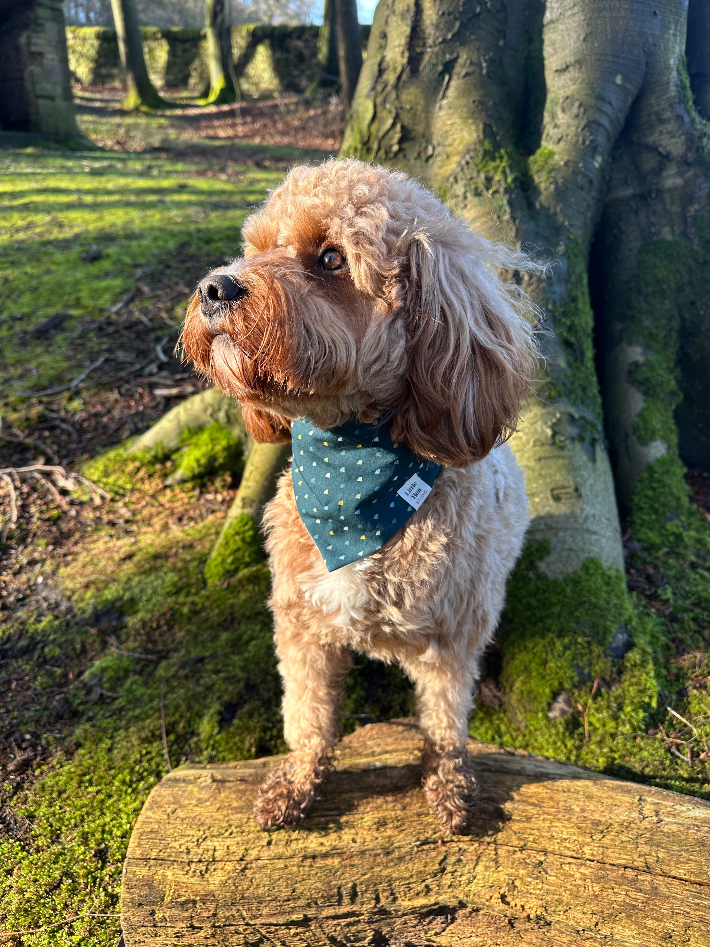 Midnight Sky Bandana