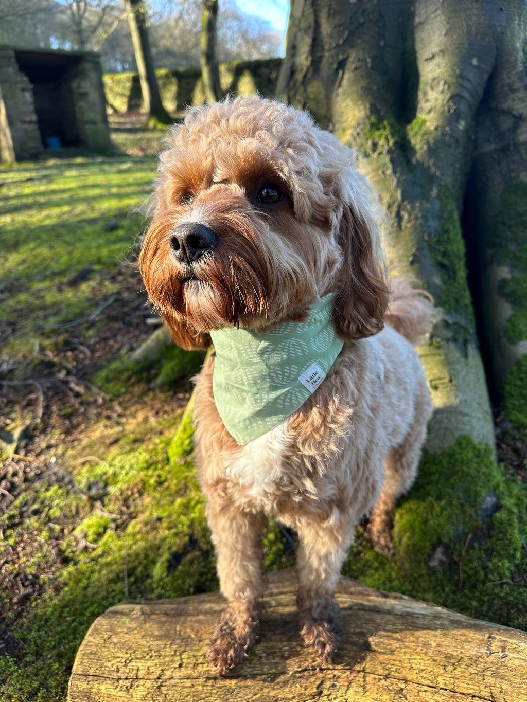 Sage Breeze Bandana