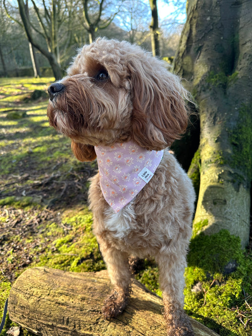 Daisy Days Bandana