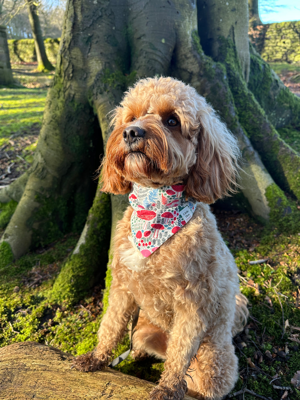 Woodland Walk Bandana