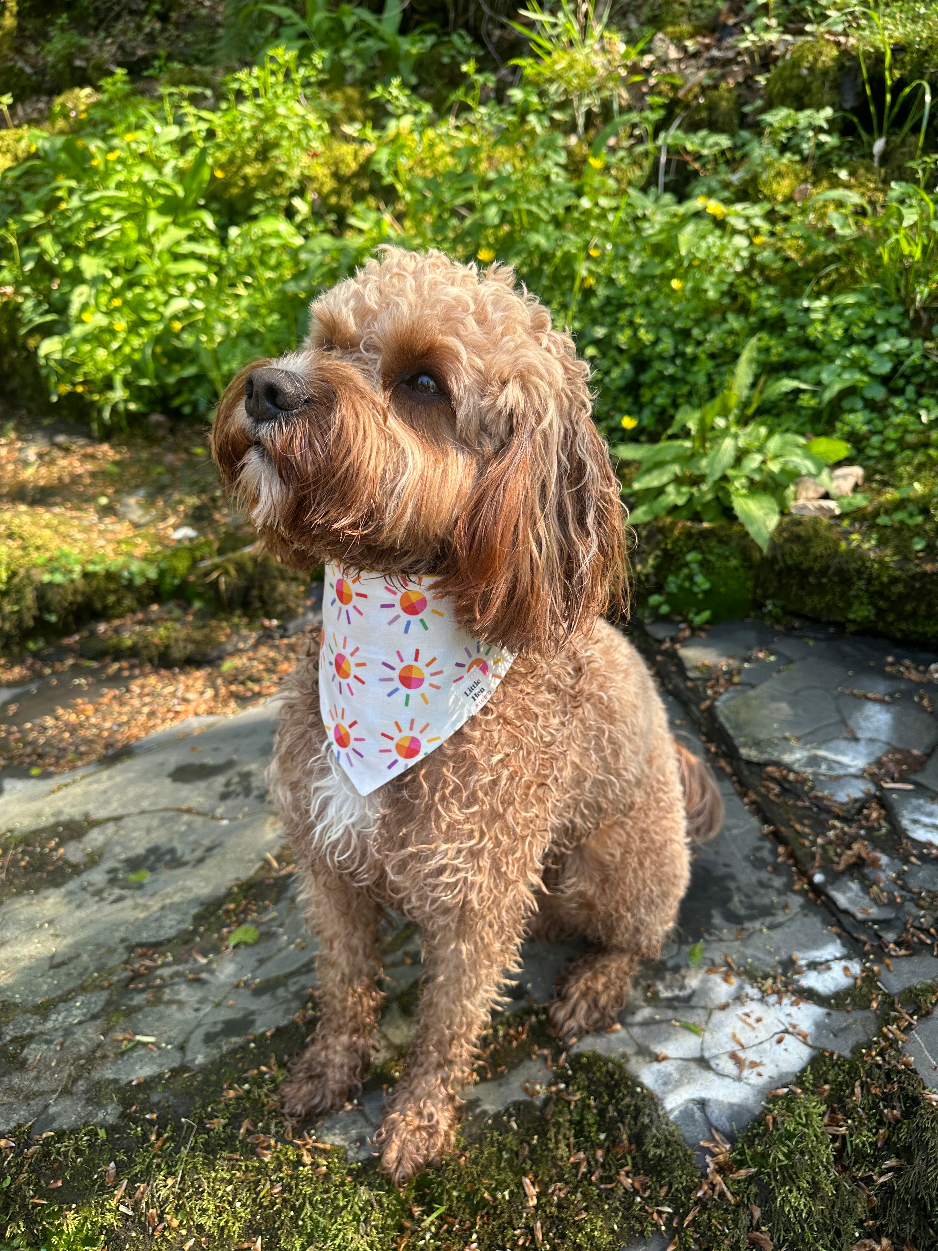 Sunbeam Bandana